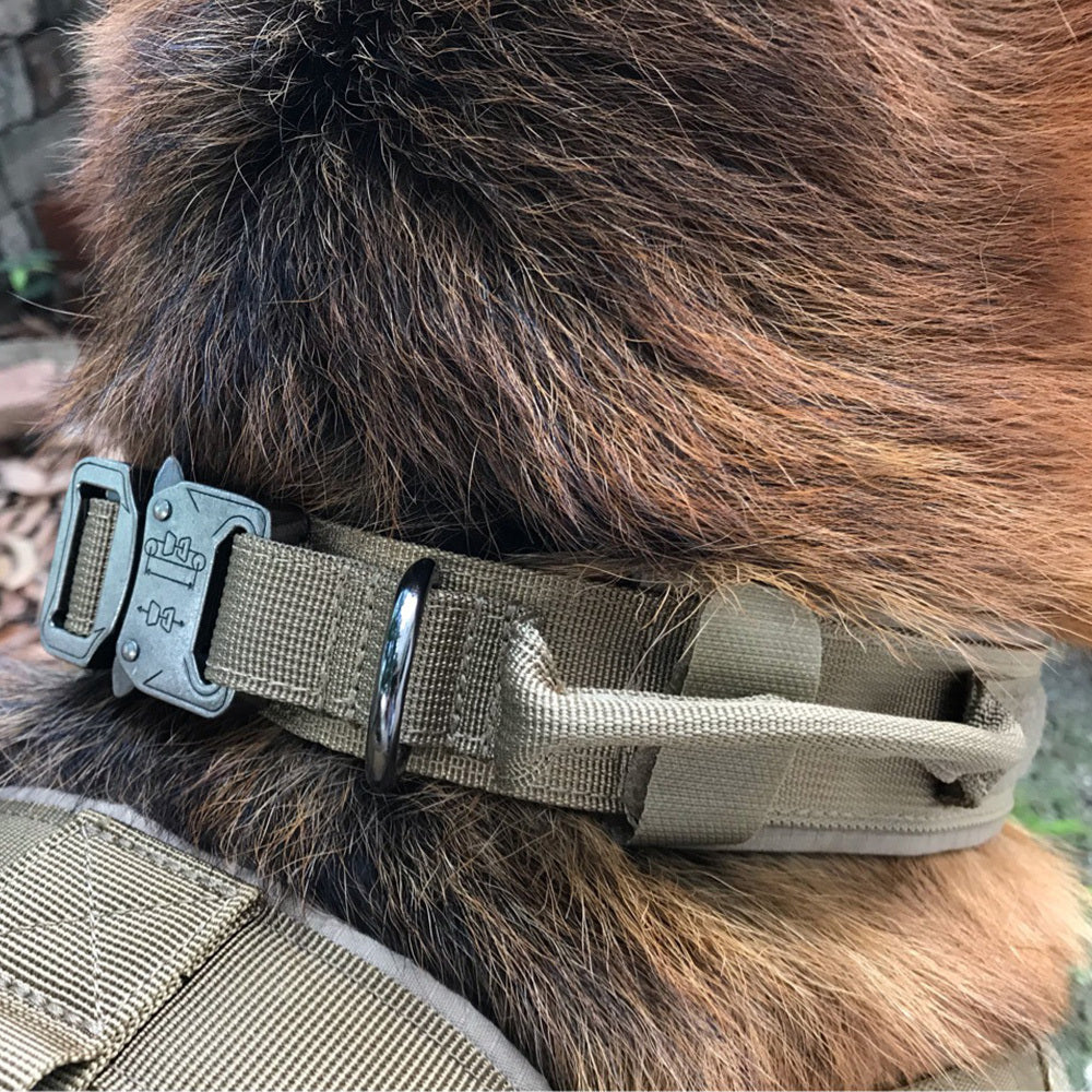 Dog collar with fantastic Design for Safety and Comfort - My Store